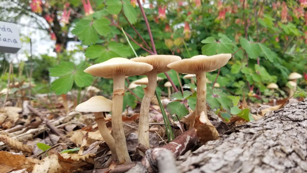 A cluster of mushrooms together in the mulch of the native food forest. 