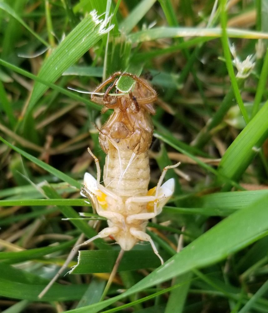Periodical Cicada molting 