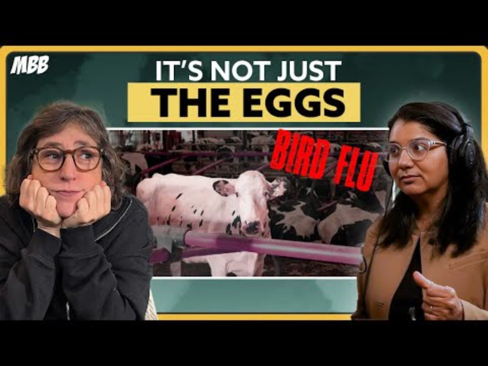 Bird Flu Expert Explains The Risks & What You Need to Know