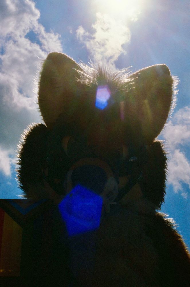 Tio Coyote looking at the viewer, silhouetted against the sky. There is heavy lens flare from the sun.