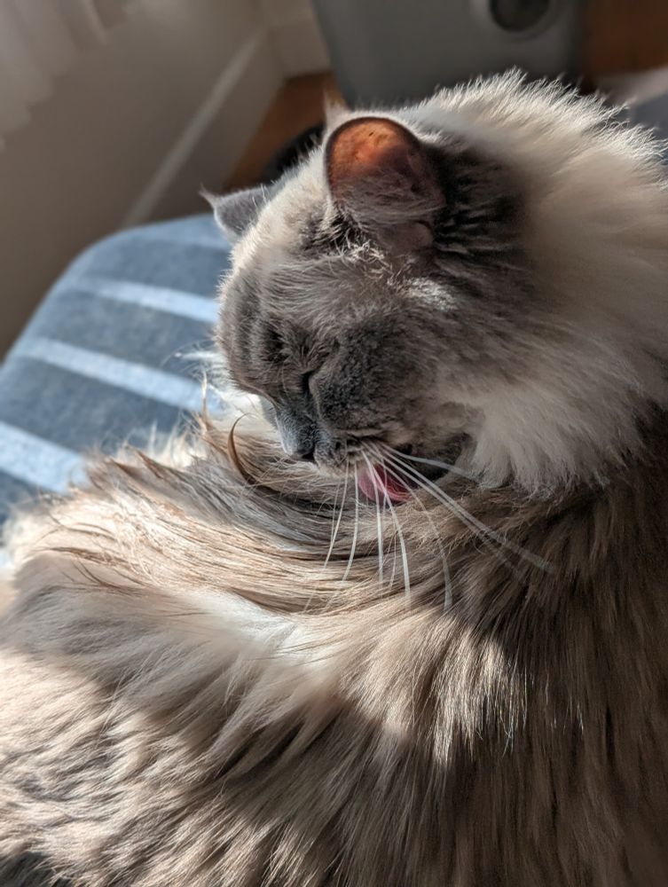 A ragdoll cat cleaning herself