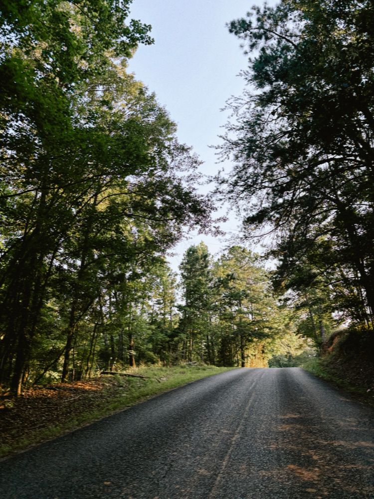 A road and trees