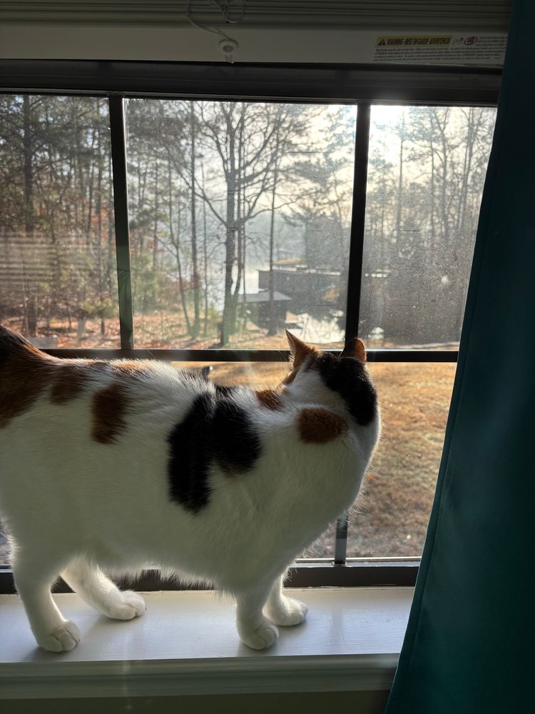 Calico cat looking out a window onto a lake