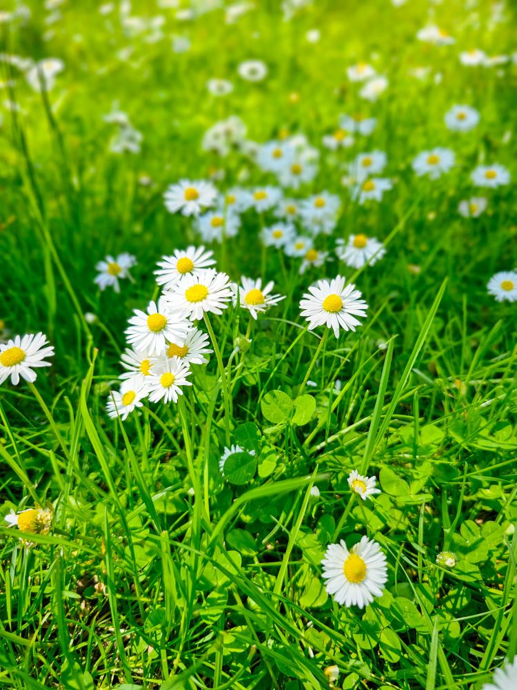 Daisies blooming in a field of green grass.