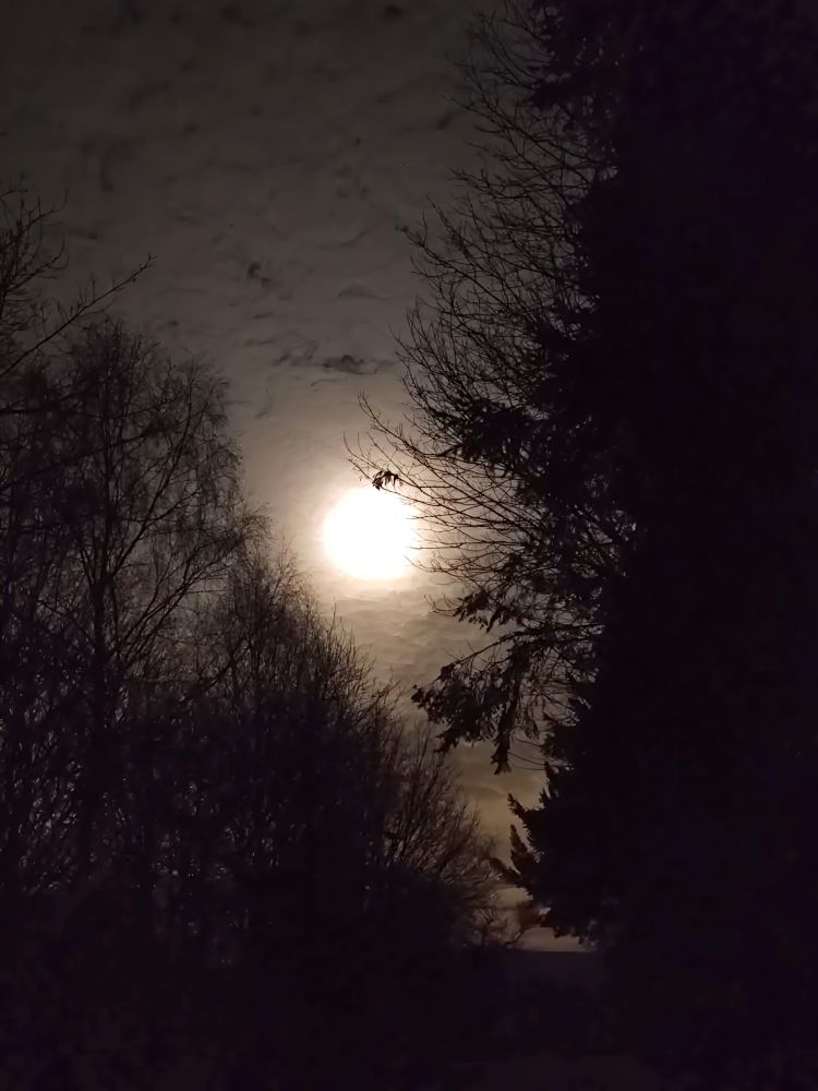 The full moon shines through bare tree branches in the night.