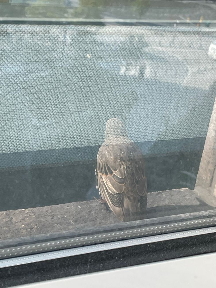 Picture of small bird sitting on the exterior window framing of an anonymous office tower 
