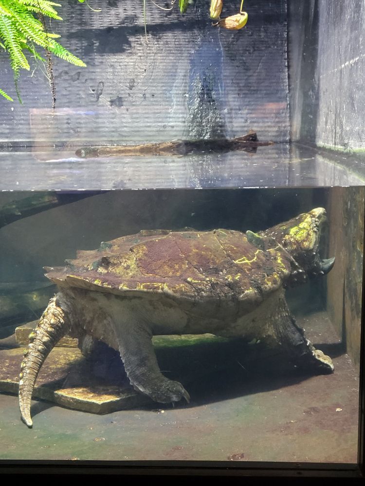 Alligator snapping turtle 