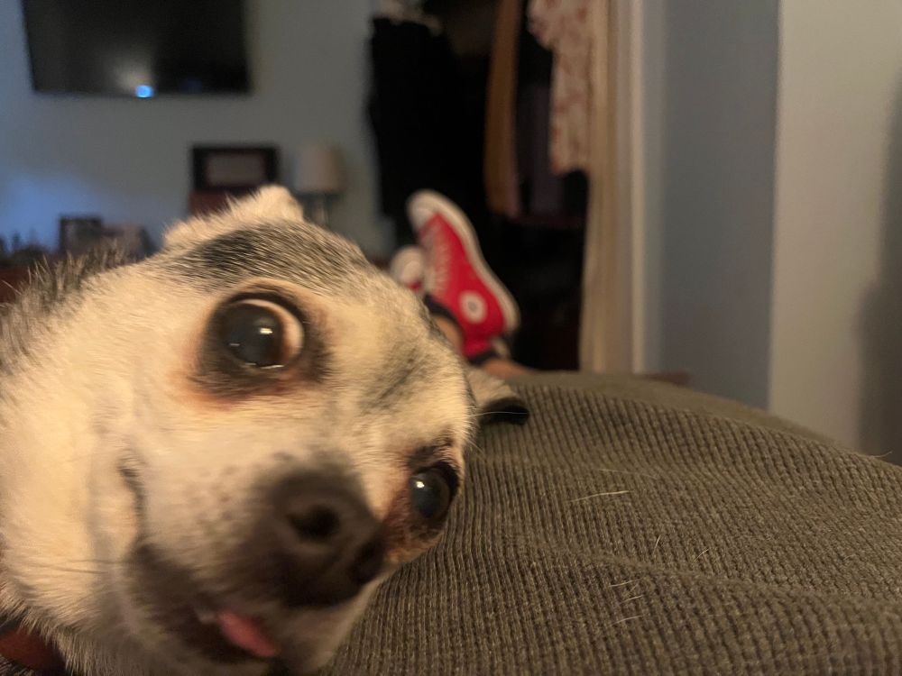 The best dog making the most derpy face. 