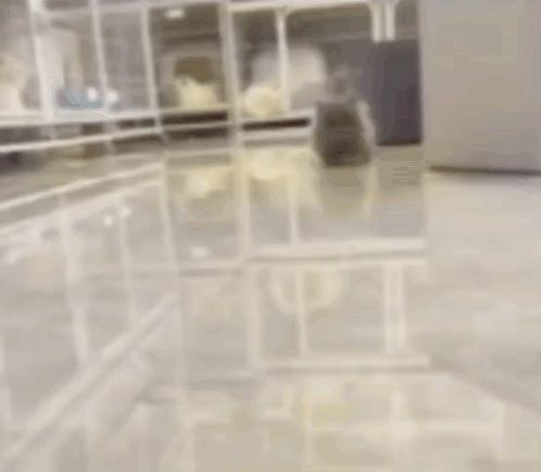 a hamster is running in a clear cage in a room .