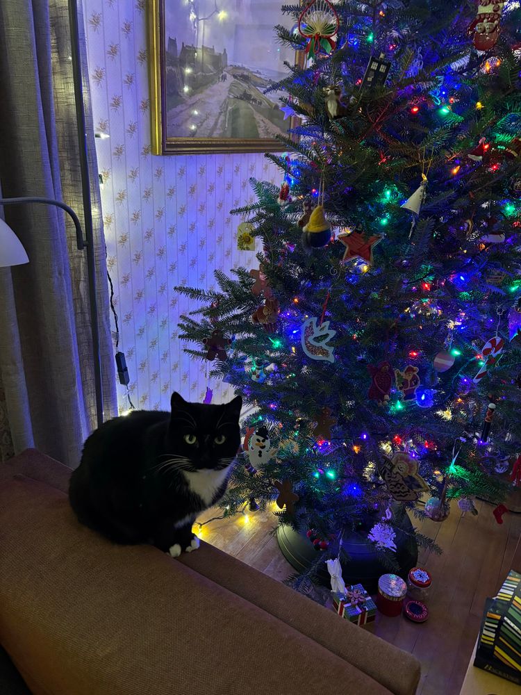 Tuxedo cat sitting next to a Christmas tree
