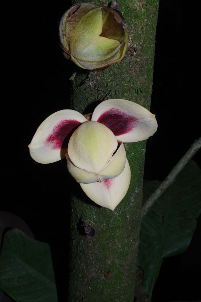 Photo of a flower from African rainforests, in particular Cameroon and Gabon. It is a big flower with cream petals and dark wine red at the base on the inner side.