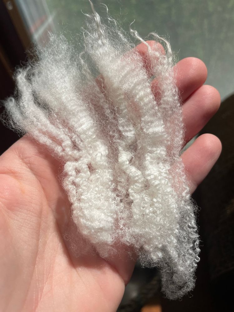 A left hand in pinky peach color holds some freshly washed glistening crimpy curly white lambs wool in the sunlight that’s coming in from the window in the background.

#handspinning #wool #yarn 