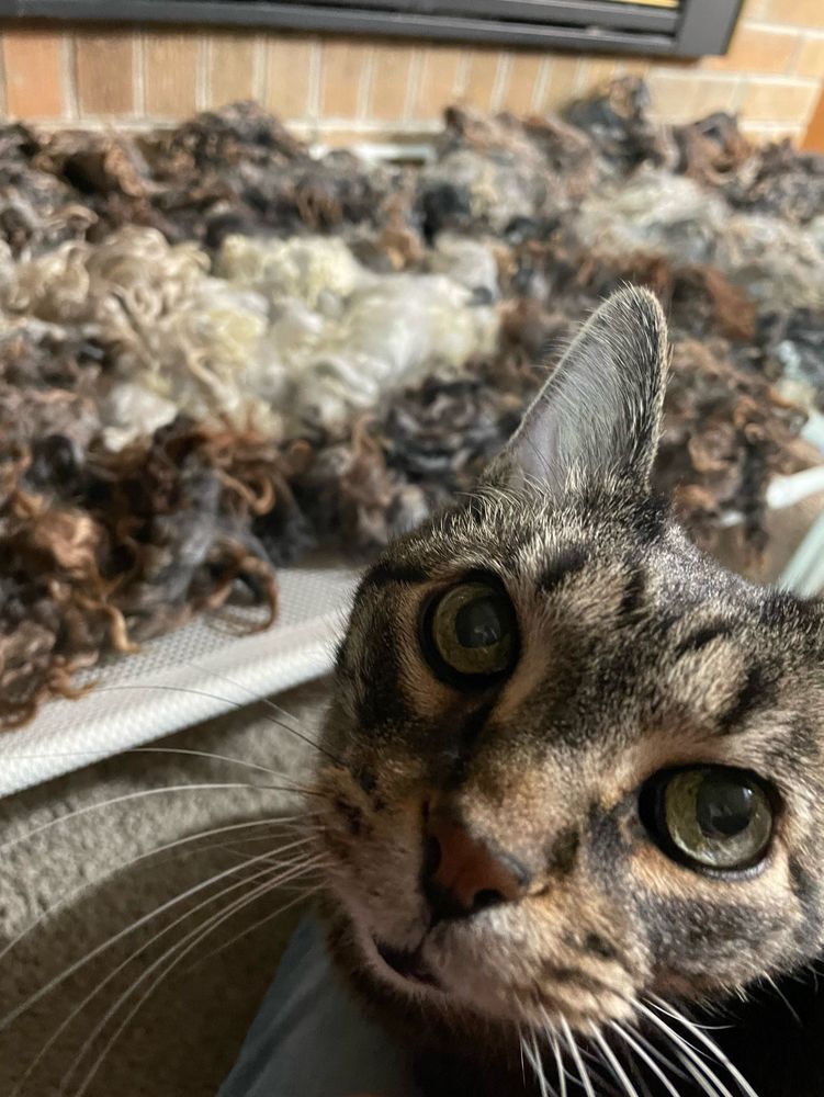 A tabby cat’s face is in focus in the bottom of the right with a curious and insistent look on his face. In the background curly wool in shades of gray, brown and white sits on white mesh drying racks in front of a fireplace, awaiting further processing into yarn. 

#knitsky #spinning #handspinning #fleecetosweater #rawwool