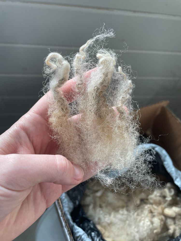 A hand holds several locks of raw Shetland wool in a buff color with curly gray tips and lots of frizz. In the background slightly out of focus, a box is visible with a bag of wool inside with more of the fleece. 

#shetlandwool #rawfleece #spinning #wool #yarn
