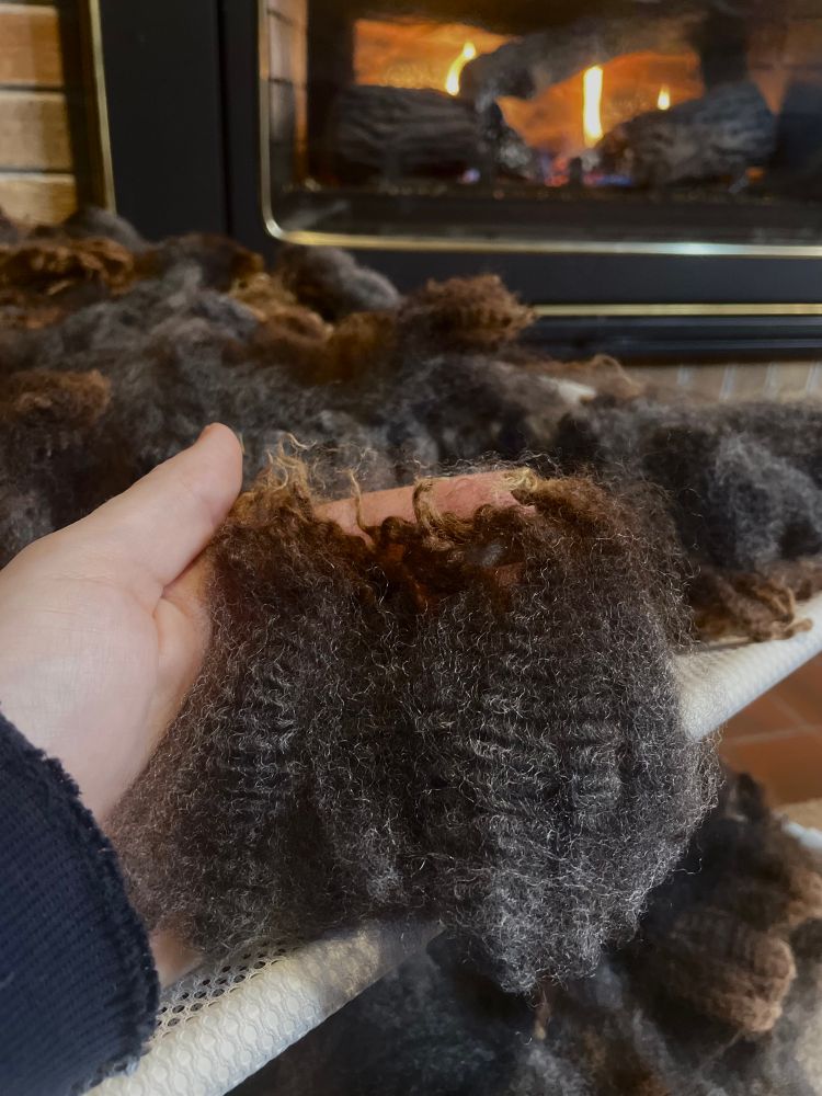 A left hand is in focus with light skin and a dark brown and black handful of wool locks in palm. In the background a white mesh drying rack holds more of the wool in layers and a gas fireplace is behind out of focus.  