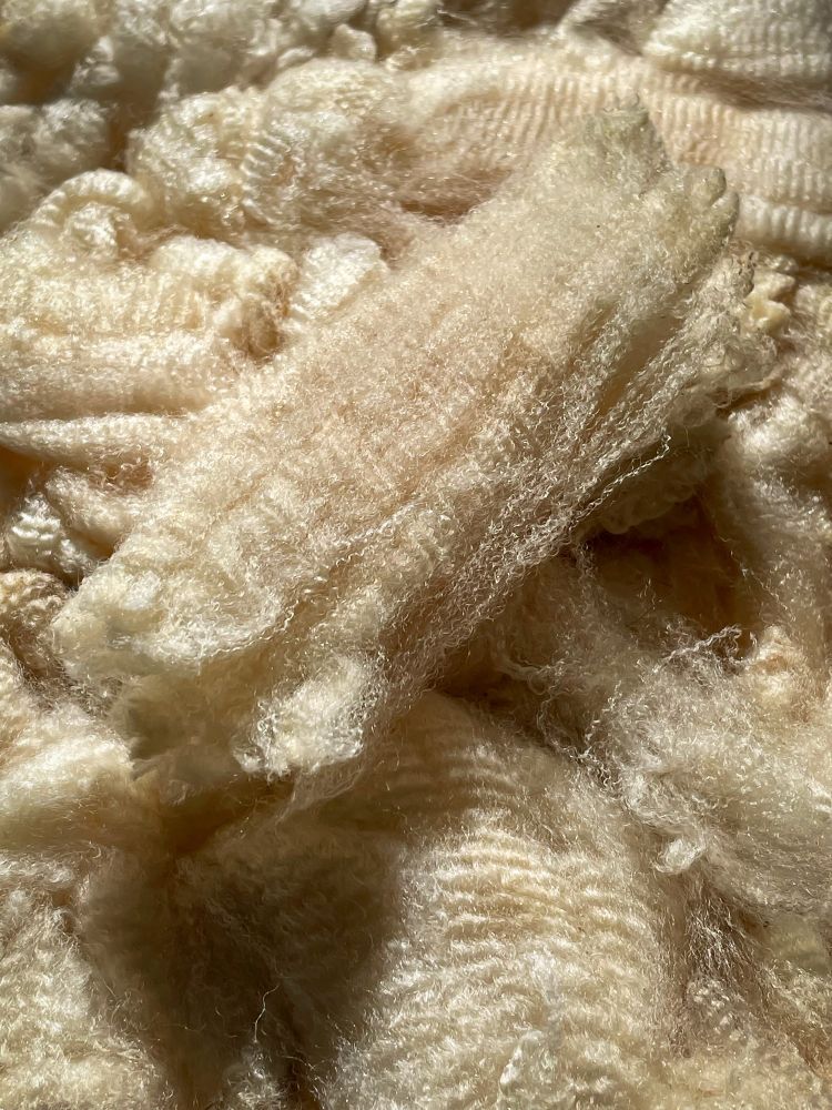 A close up picture of very clean golden tinged white fine wool locks in the sunlight with a defined crimp and tight lock structure. 

#rawwool #spinning #yarn 
