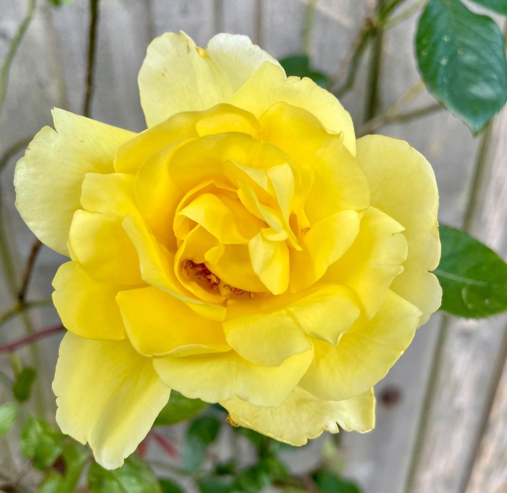A yellow rose in bloom