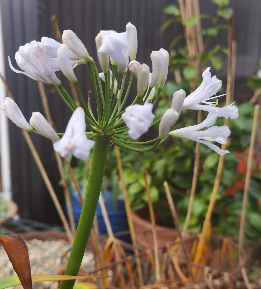 Agapanthus "Blue Ice" Dec 30th 2024 