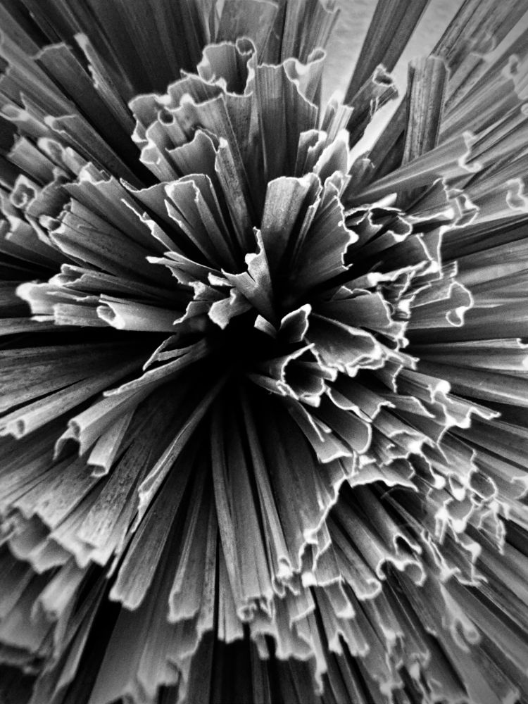 Abstract black and white macro image up close with rigid ends to a plant bouquet.