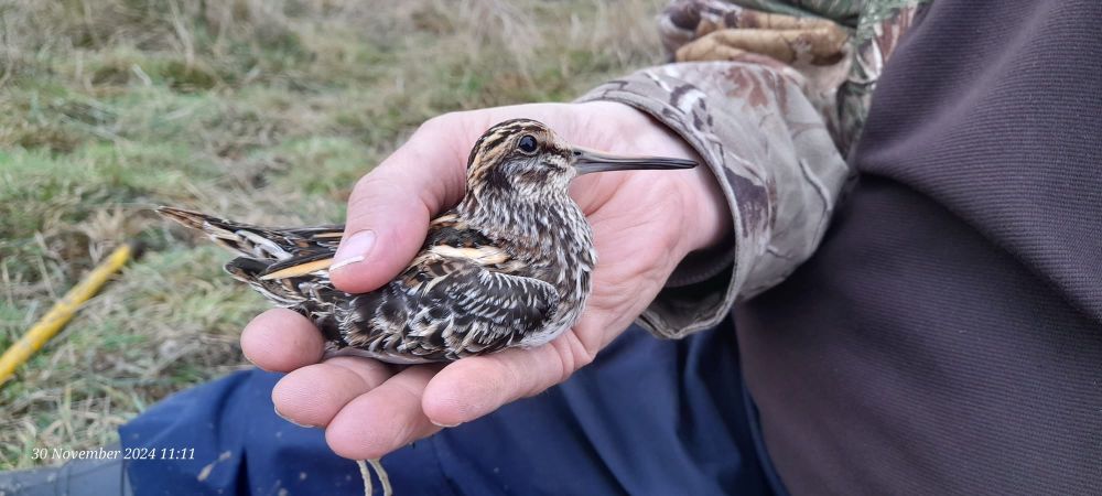 Jack Snipe 