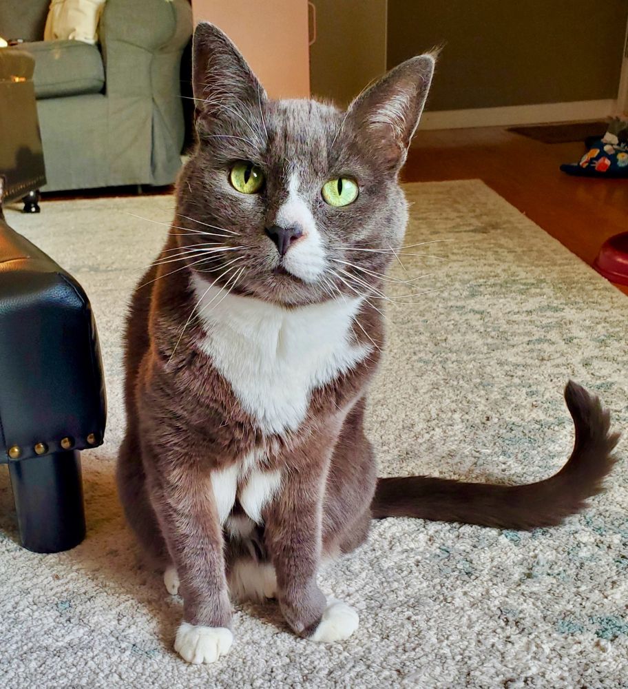 Portrait of a grey cat with patches of white fur next to his nose and on chest sitting in a living room looking at the camera.