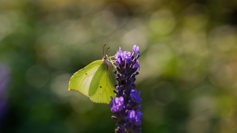 a greenish butterfly resting on a lavender