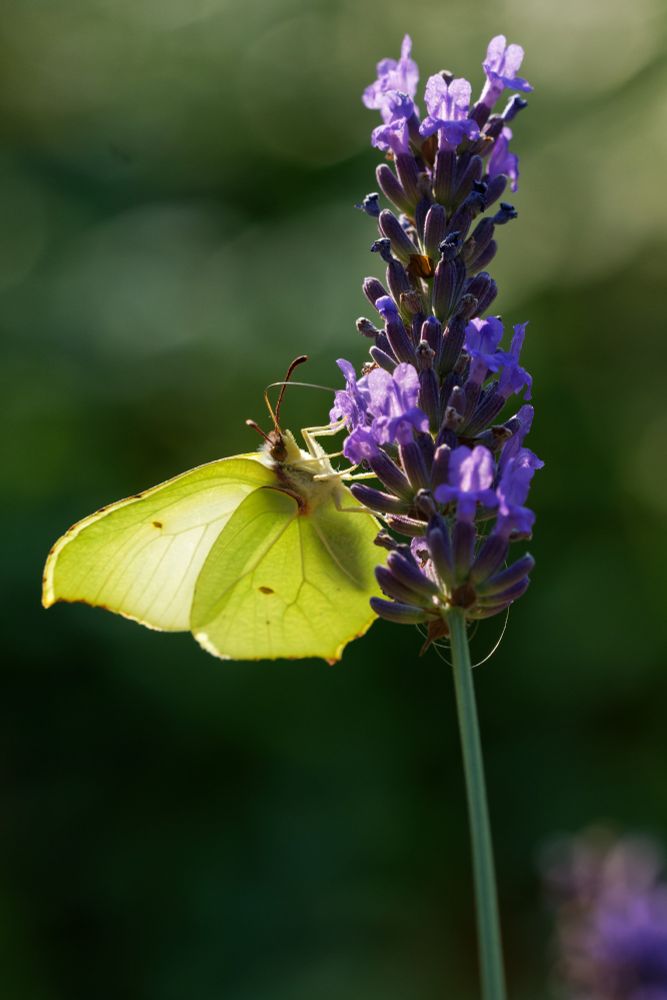 a greenish butterfly resting on a lavender