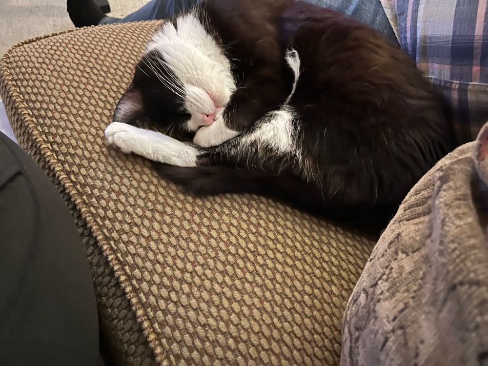 Sleepy kitty