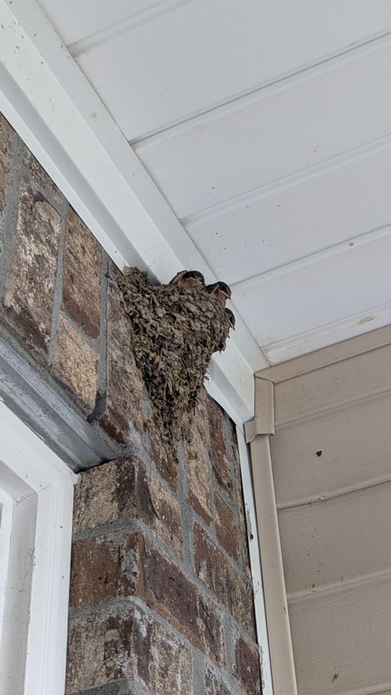 Picture of a brick veneer with a swallow's nest with four chicks