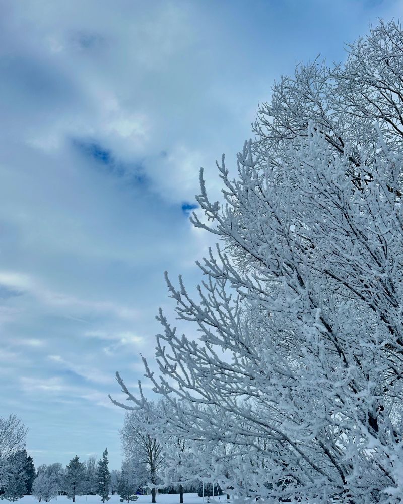 A serene snowy field dotted with trees under a clear winter sky, capturing the beauty of home in the season's embrace.