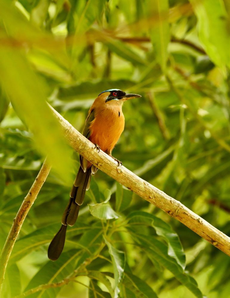 A colourful mot-mot perches on a beach with a lush green leafy backdrop in Colombia. 