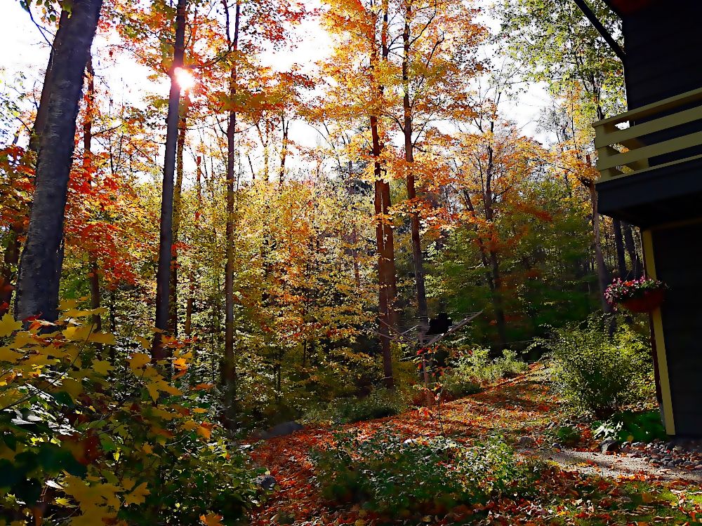 The autumn colours of our ravine in the side yard.