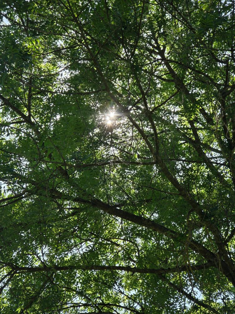 Die Sonne scheint durch die Laubkrone eines Baums.
