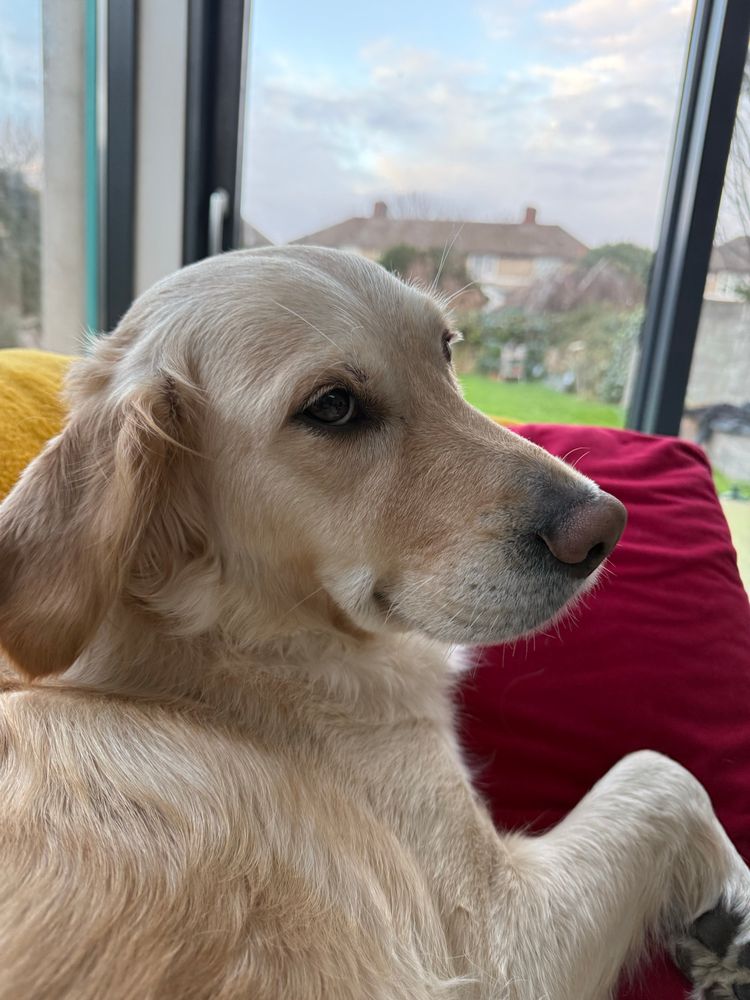 Smiling golden retriever on a couch with a yellow blanket behind her and a red cushion behind her also offering the paw and looking comfortable. In the background, there are sliding doors and a window out to a garden.