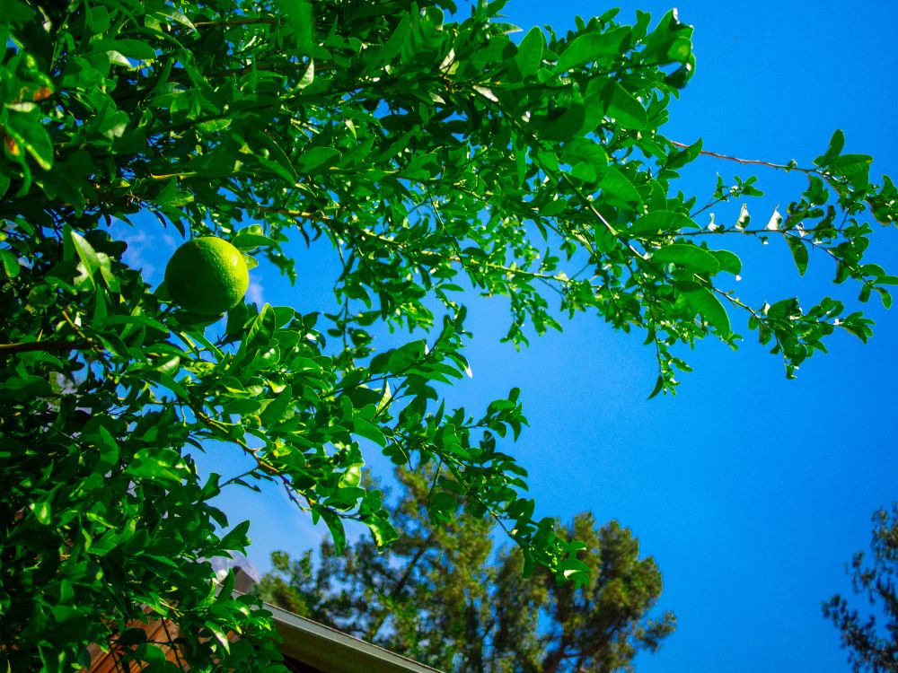 A lemon that’s getting huge before it’s getting yellow