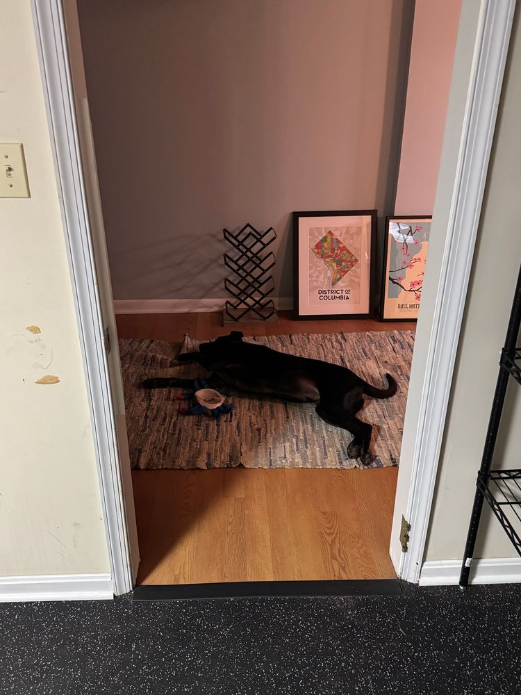 A black dog laying completely on his side on a blue and white rug. Picture taken through the doorway of a home gym.