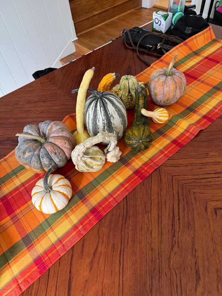 An image of several gourds on a table. The gourd gourds are sitting on an orange and green plaid table runner. The gourds are several different colors, patterns sizes, and shapes, including orange, green, and yellow.
