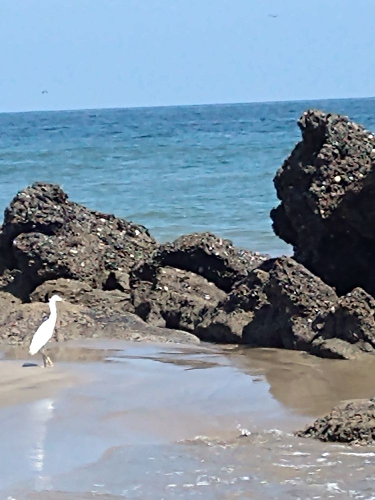 A snowy egret by a tide pool protected by rocks from the surf.