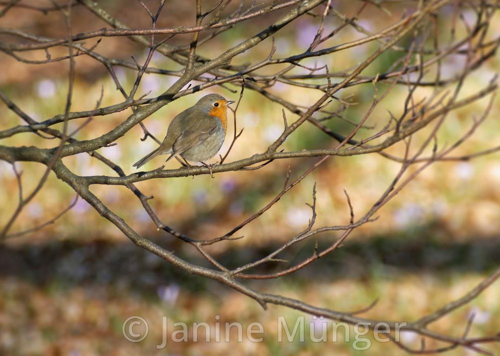 European robin (orange breast, with grey-brown body) sitting in a sunny tree, with a field with violet flowers in the background