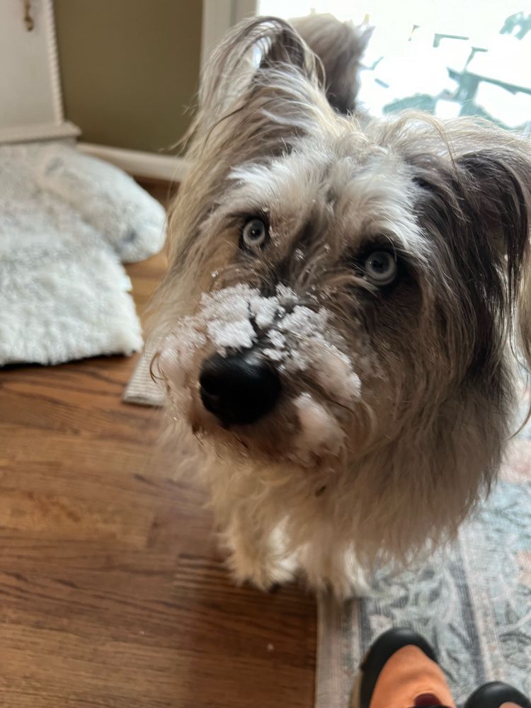 Cute Huskypoo with a snowy nose