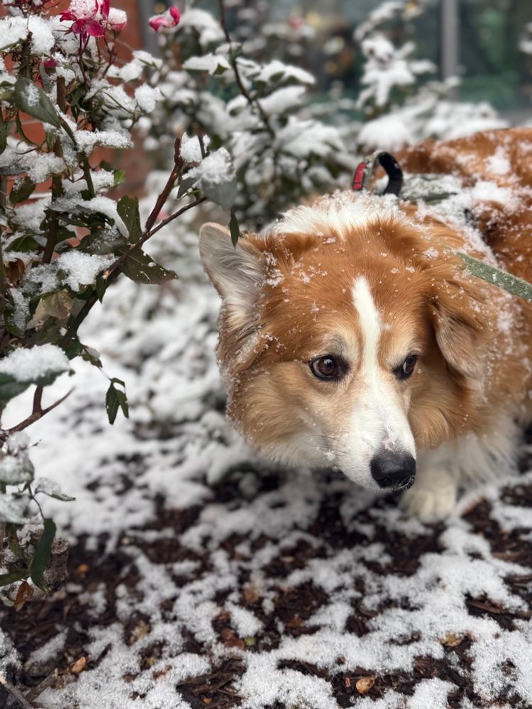Merlin (corgi) exploring the snowy bushes. 