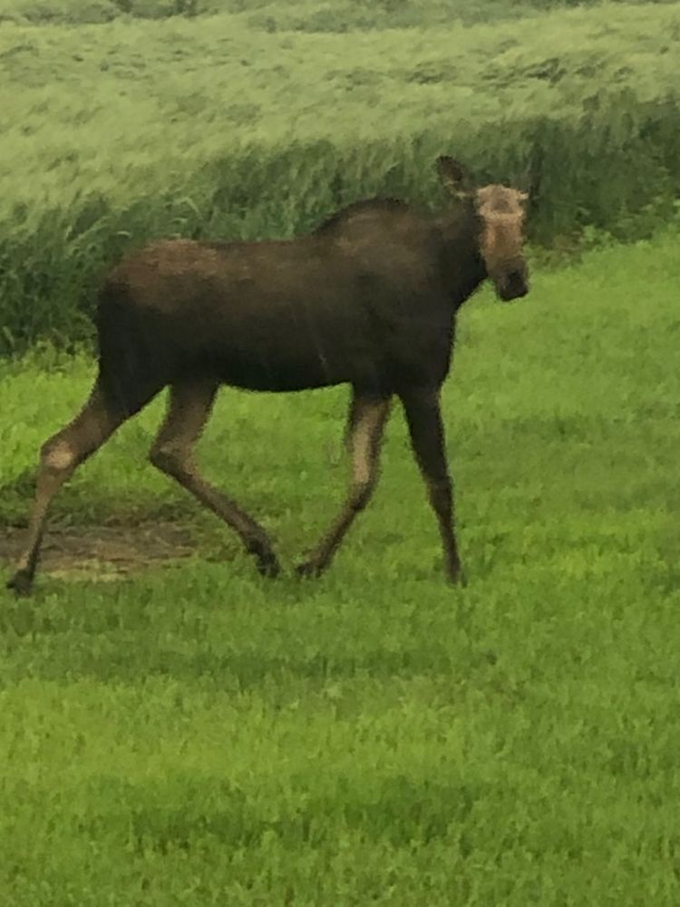 Photo of female moose with grain crop in the background 