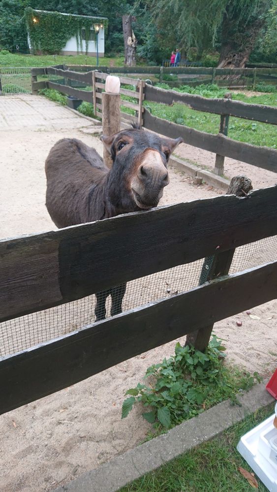 Brauner Zwergesel steht am Zaun, hält den Kopf etwas schräg und hat die Ohren nach hinten geklappt.