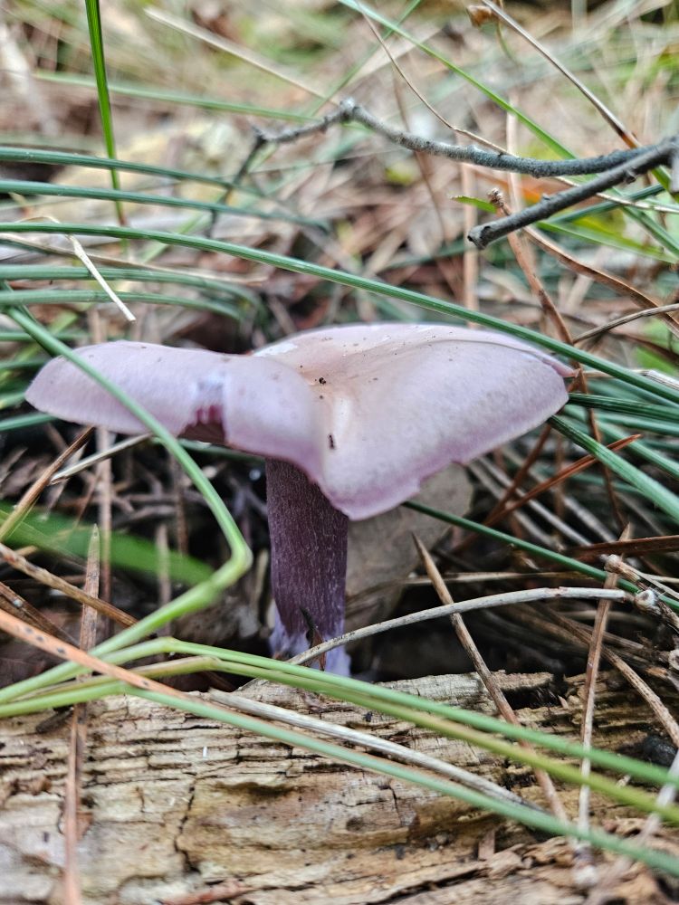 Peu blau (Collybia nuda), una sorpresa fúngica del camí d'avui