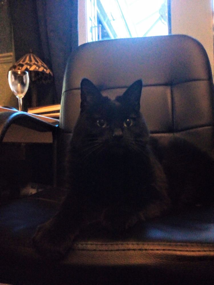 A black cat sitting on a black desk chair.