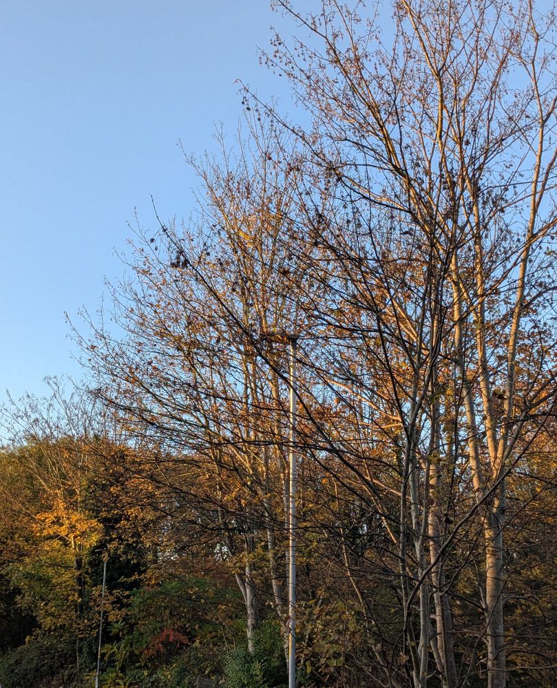 Some trees on the way to the library - love the green and brown leaves!