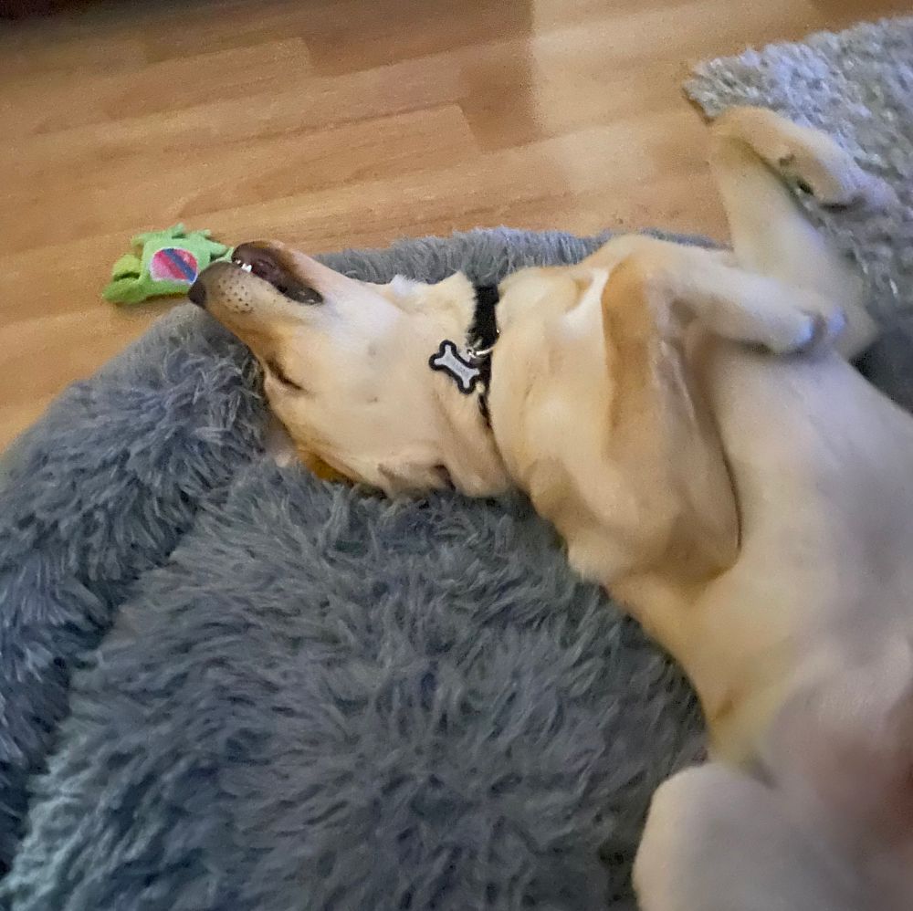 yellow lab sleeping on his back with his mouth open in a fluffy gray dog bed with a froggy dog toy on the floor next to his face 
