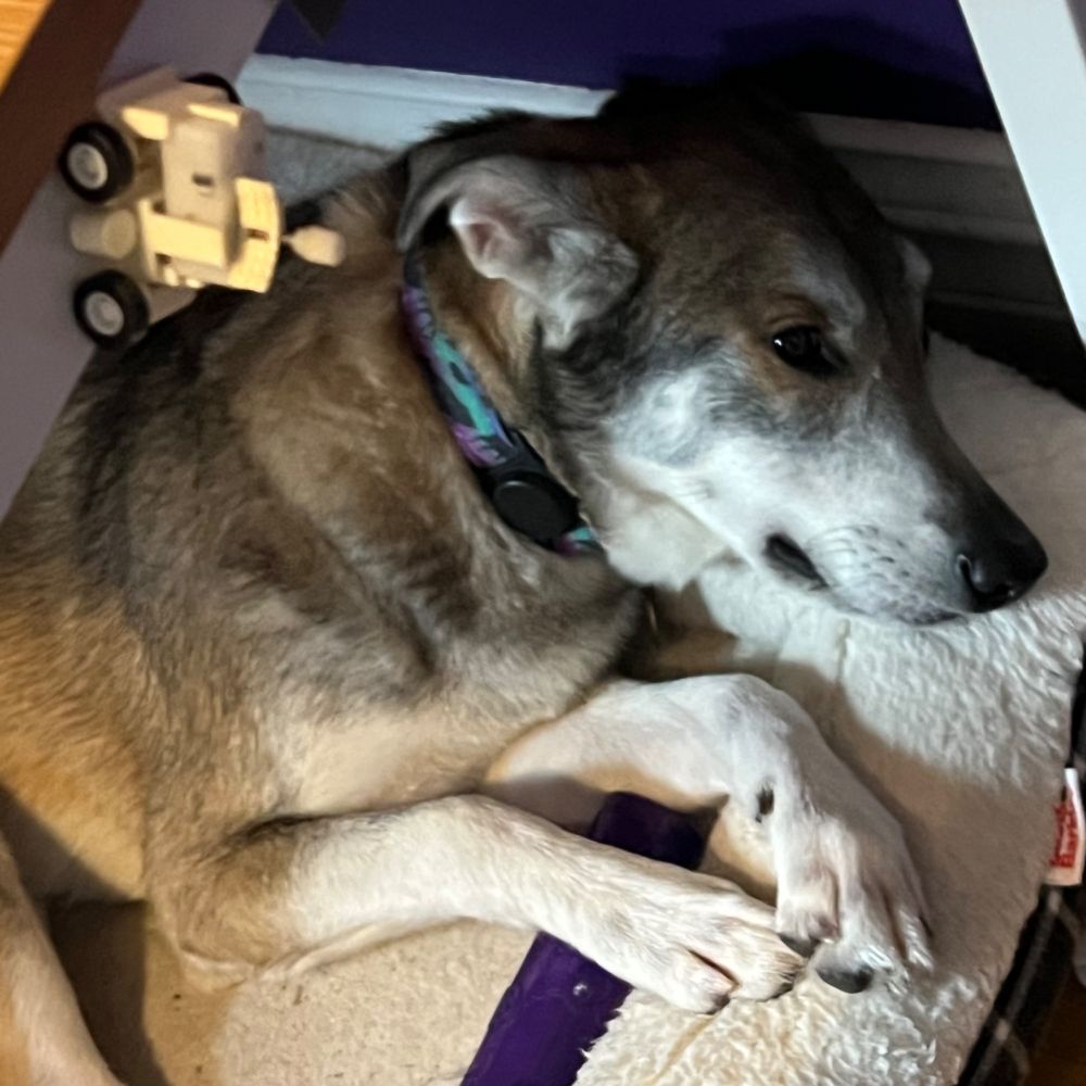 A dog lays on its bed with its paws folded neatly over its toy. 