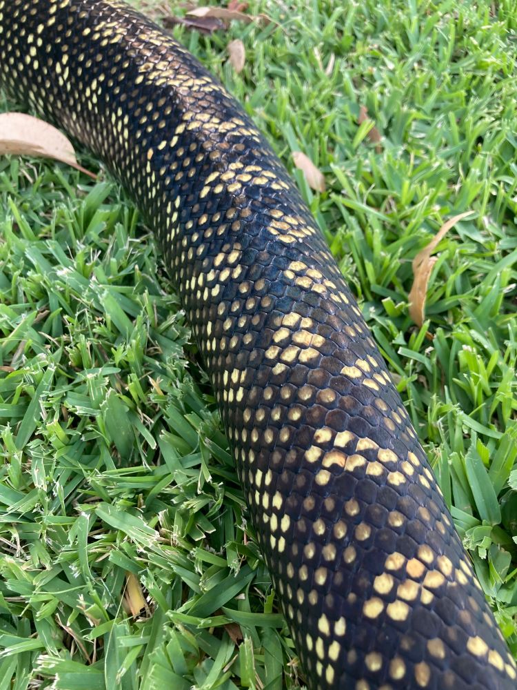 Close up of an Australian diamond python, showing pale scales in a diamond shape on a background of dark scales. Snake is on cut lawn.