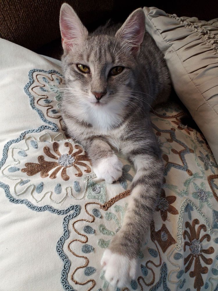 Small smug silver tabby with wittle white paws sitting on embroidered pillow